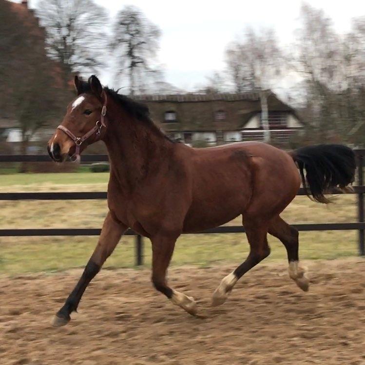 Anden særlig race Ozzerios "Ozzy" billede 4