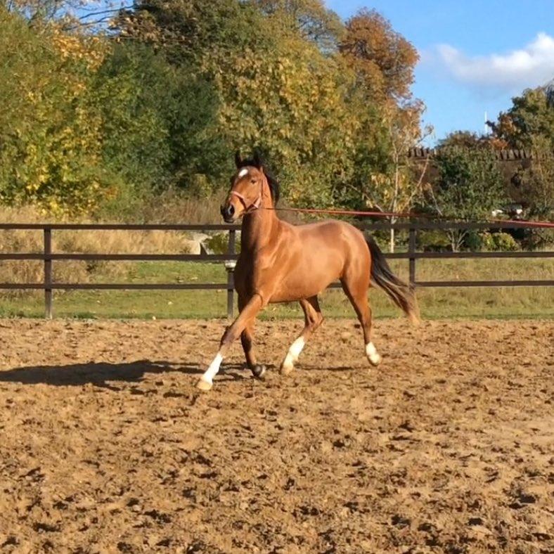 Anden særlig race Ozzerios "Ozzy" billede 3
