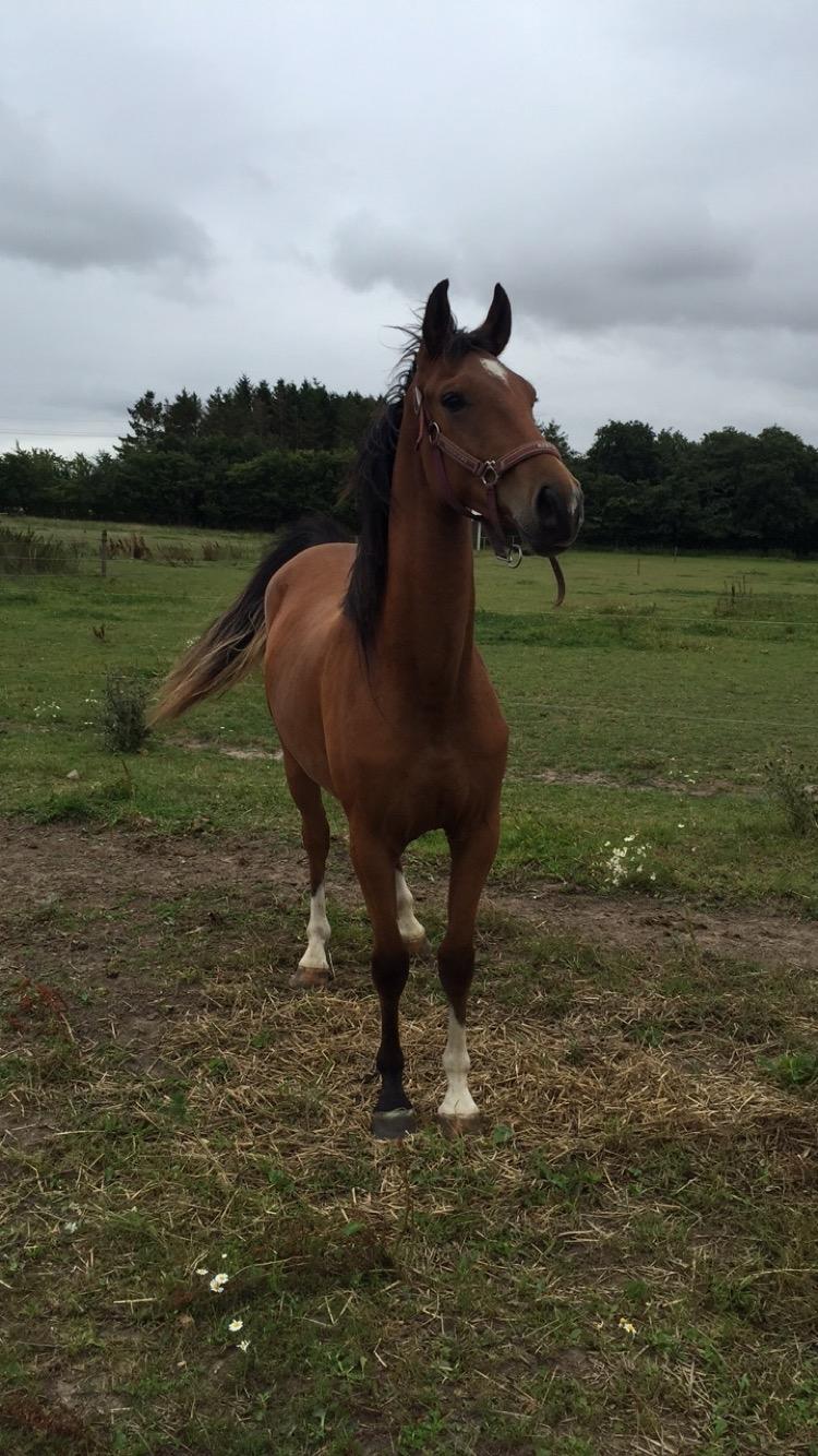 Anden særlig race Ozzerios "Ozzy" billede 6