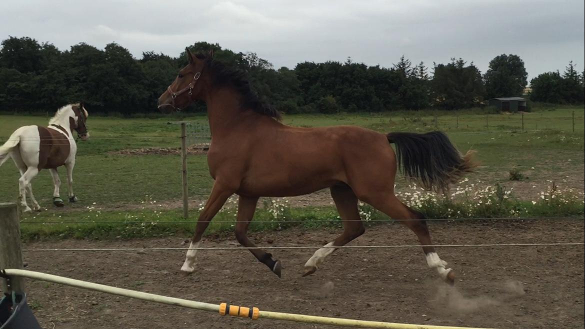 Anden særlig race Ozzerios "Ozzy" billede 7