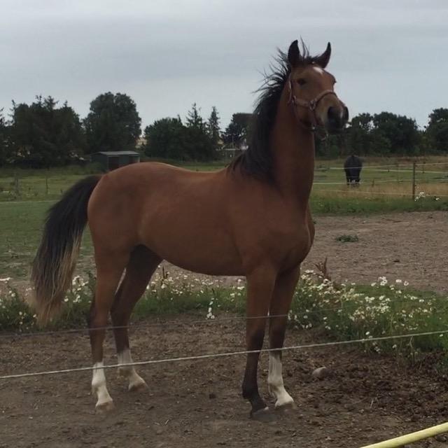 Anden særlig race Ozzerios "Ozzy" billede 8