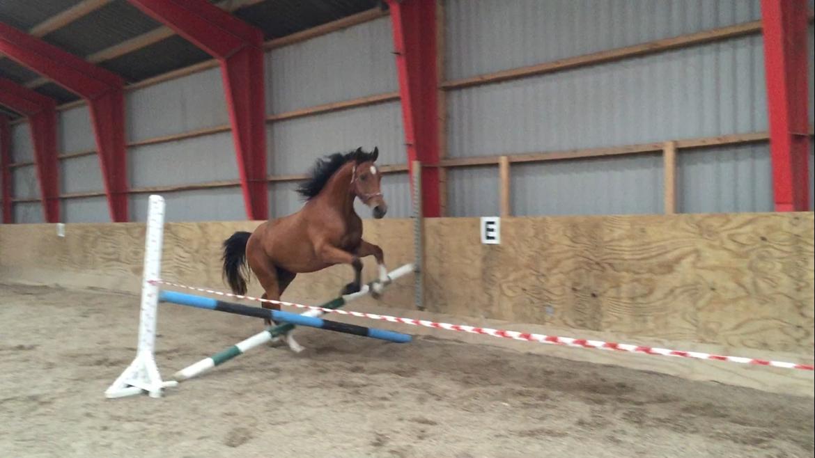 Anden særlig race Ozzerios "Ozzy" billede 9