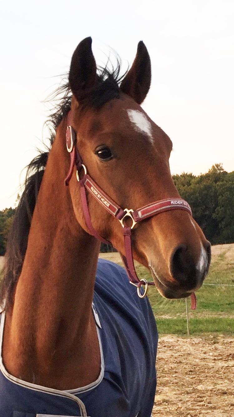 Anden særlig race Ozzerios "Ozzy" billede 1