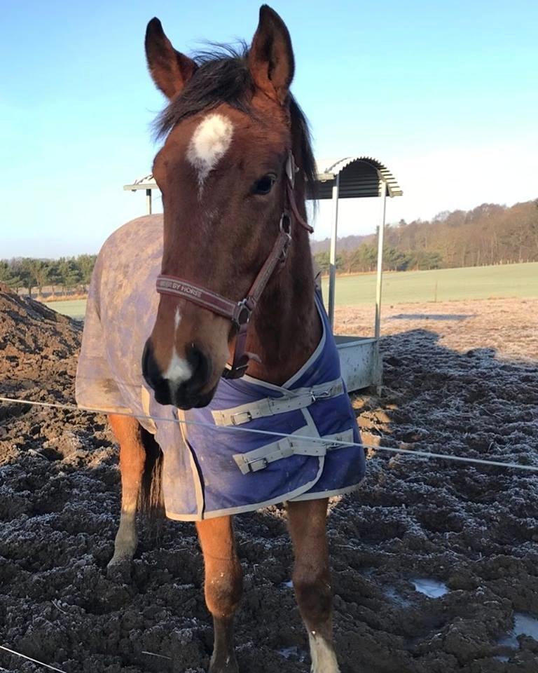 Anden særlig race Ozzerios "Ozzy" billede 5