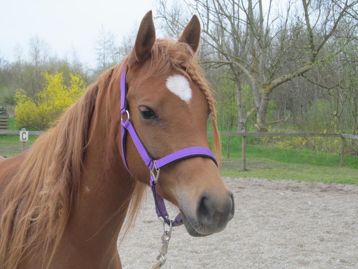 Arabisk fuldblod (OX) CA Delight billede 1
