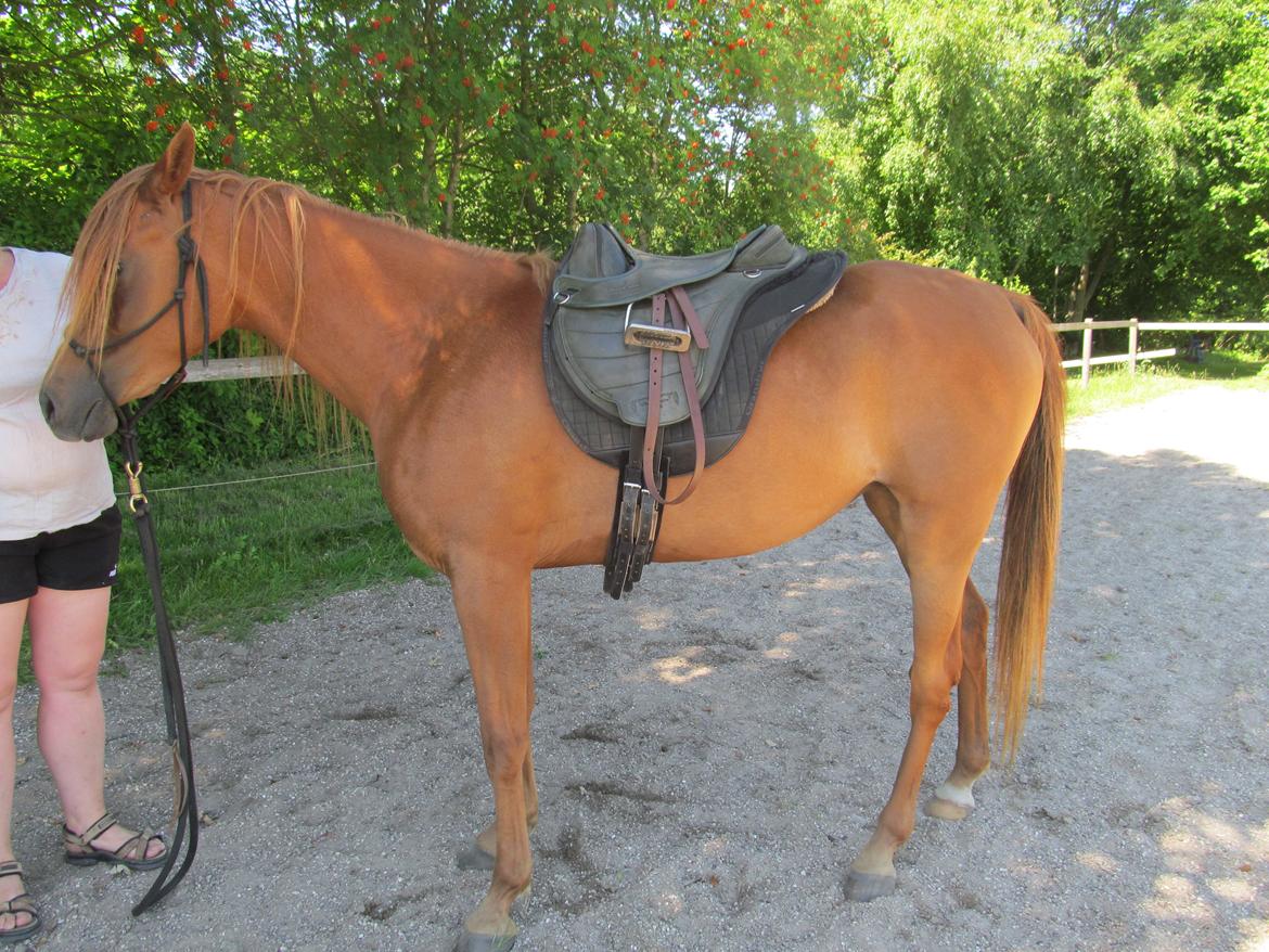 Arabisk fuldblod (OX) CA Delight billede 3