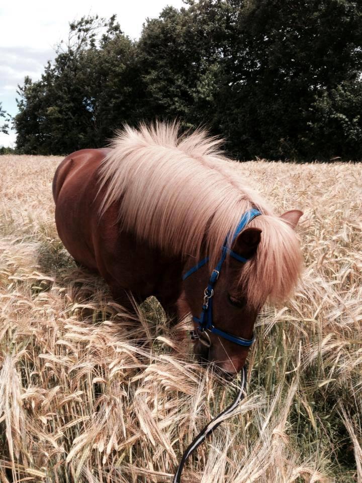 Islænder Loke fra xxx billede 18