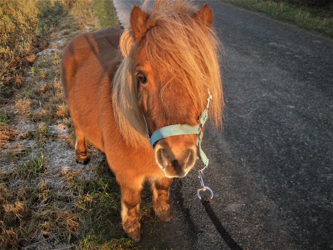 Shetlænder Gismo (død)  billede 2