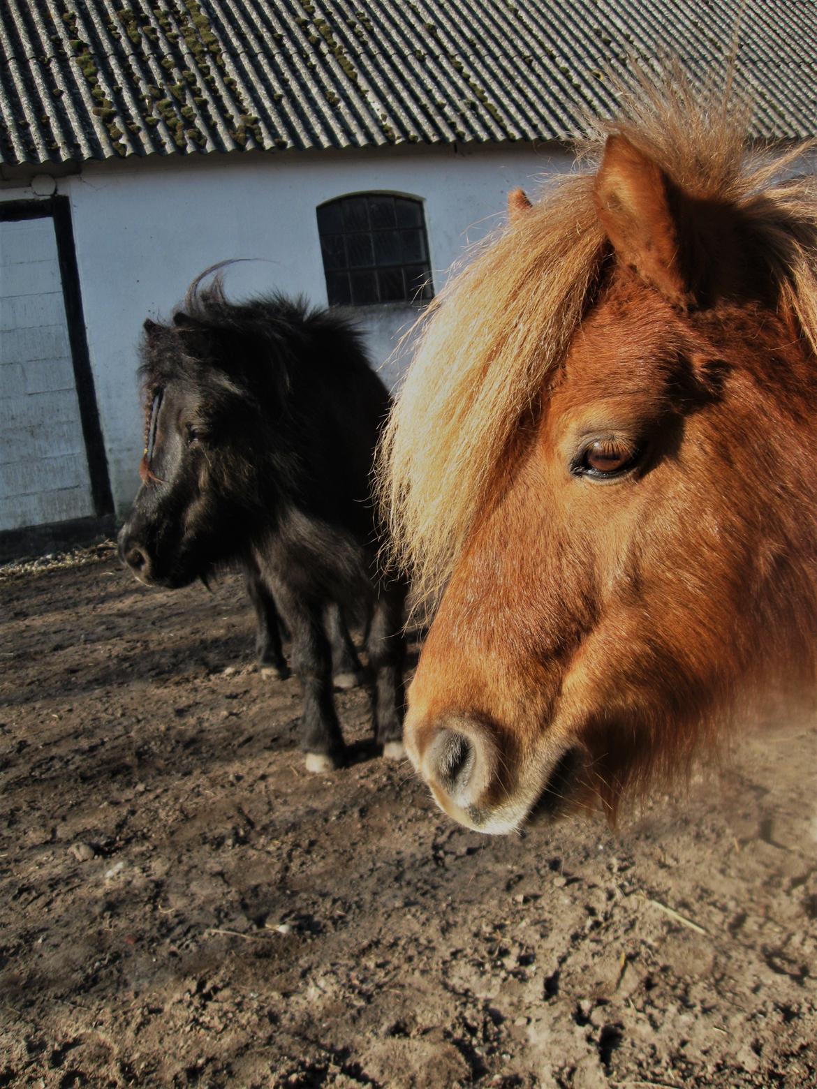Shetlænder Gismo (død)  billede 4