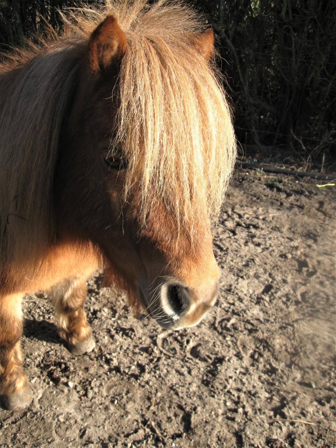 Shetlænder Gismo (død)  billede 8