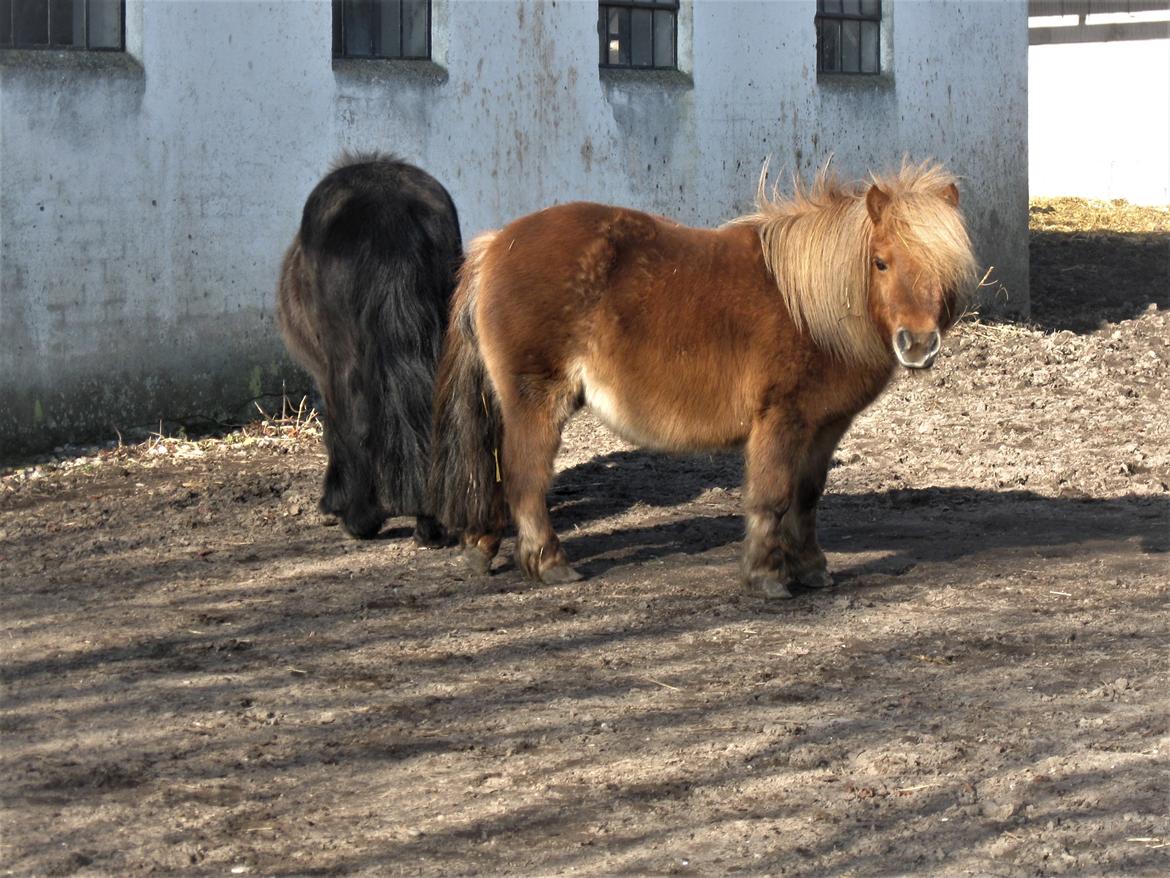 Shetlænder Gismo (død)  billede 6