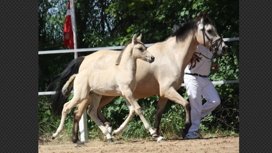 Tysk Sportspony Chic design Højgård billede 2