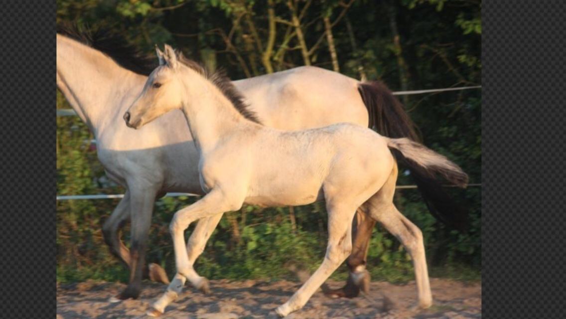 Tysk Sportspony Chic design Højgård billede 1