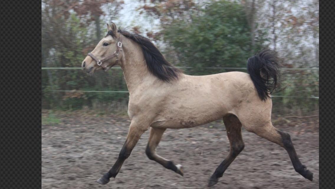 Tysk Sportspony Chic design Højgård billede 3