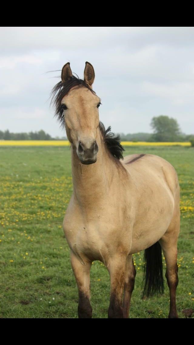 Tysk Sportspony Chic design Højgård billede 4