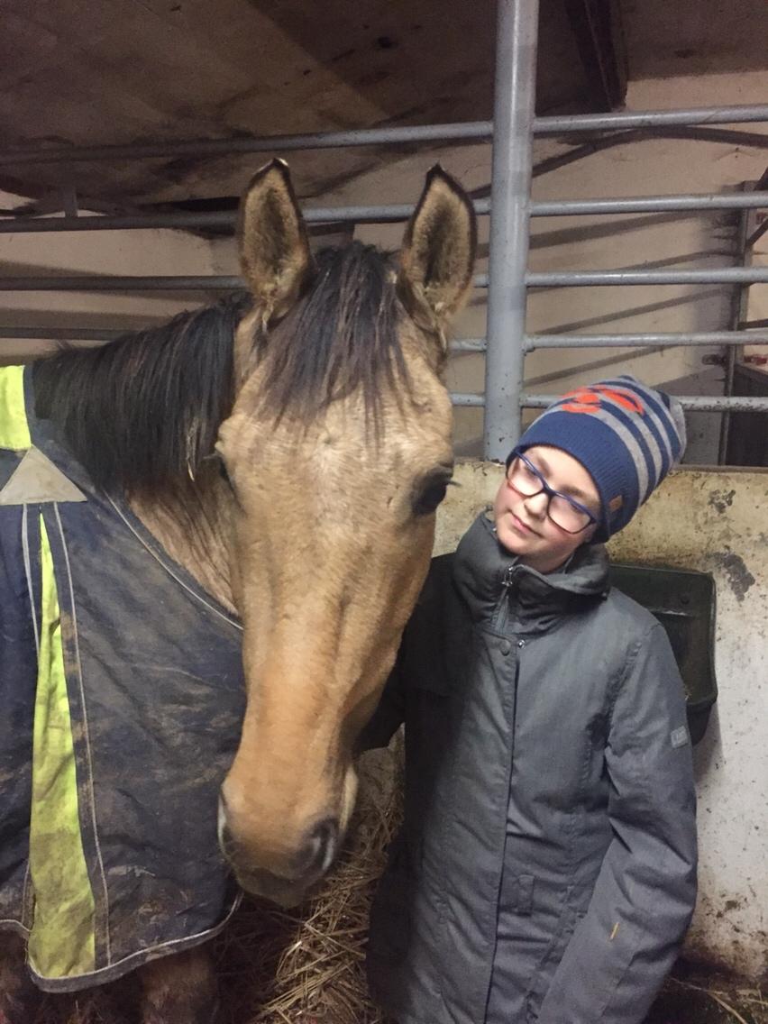 Tysk Sportspony Chic design Højgård billede 5