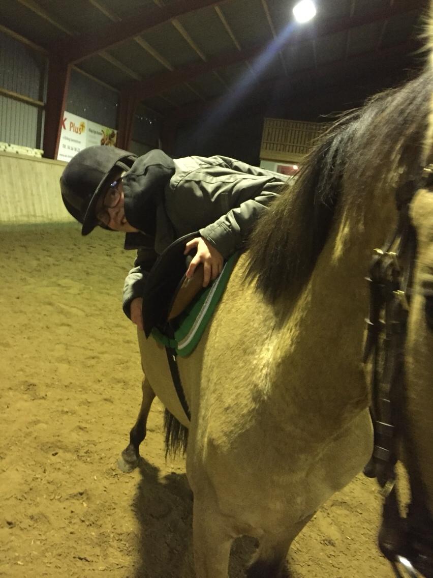 Tysk Sportspony Chic design Højgård billede 6