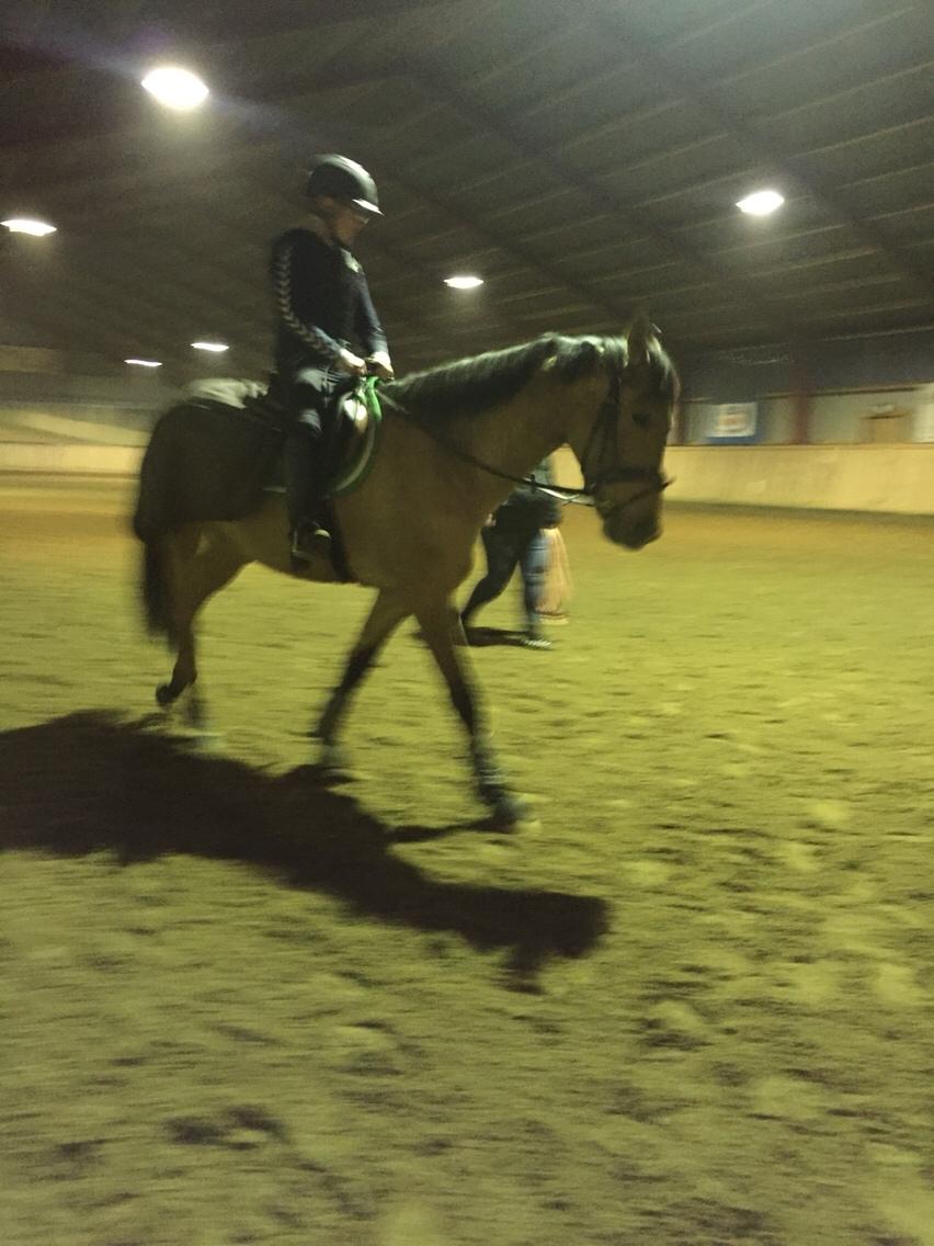 Tysk Sportspony Chic design Højgård billede 7