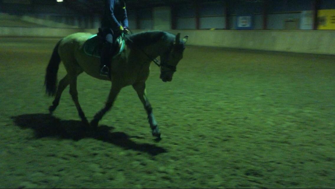 Tysk Sportspony Chic design Højgård billede 8