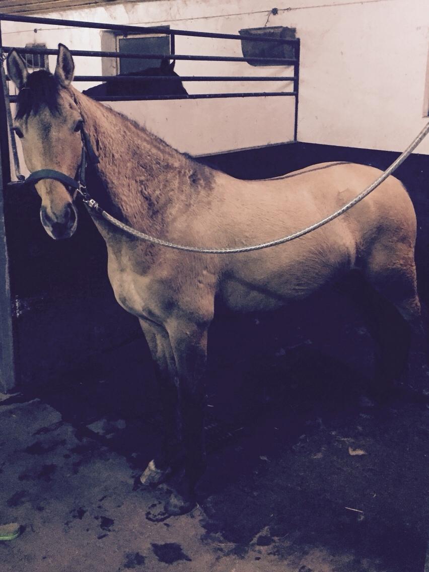 Tysk Sportspony Chic design Højgård billede 10