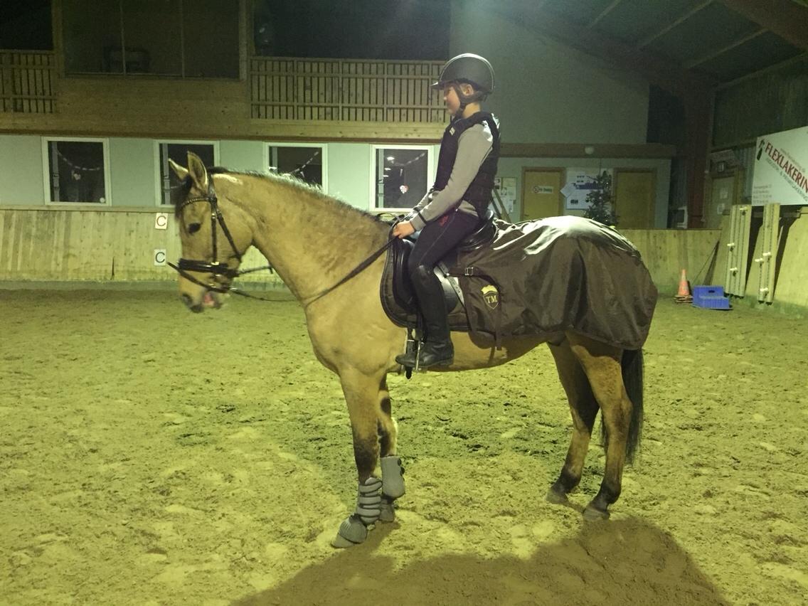 Tysk Sportspony Chic design Højgård billede 9
