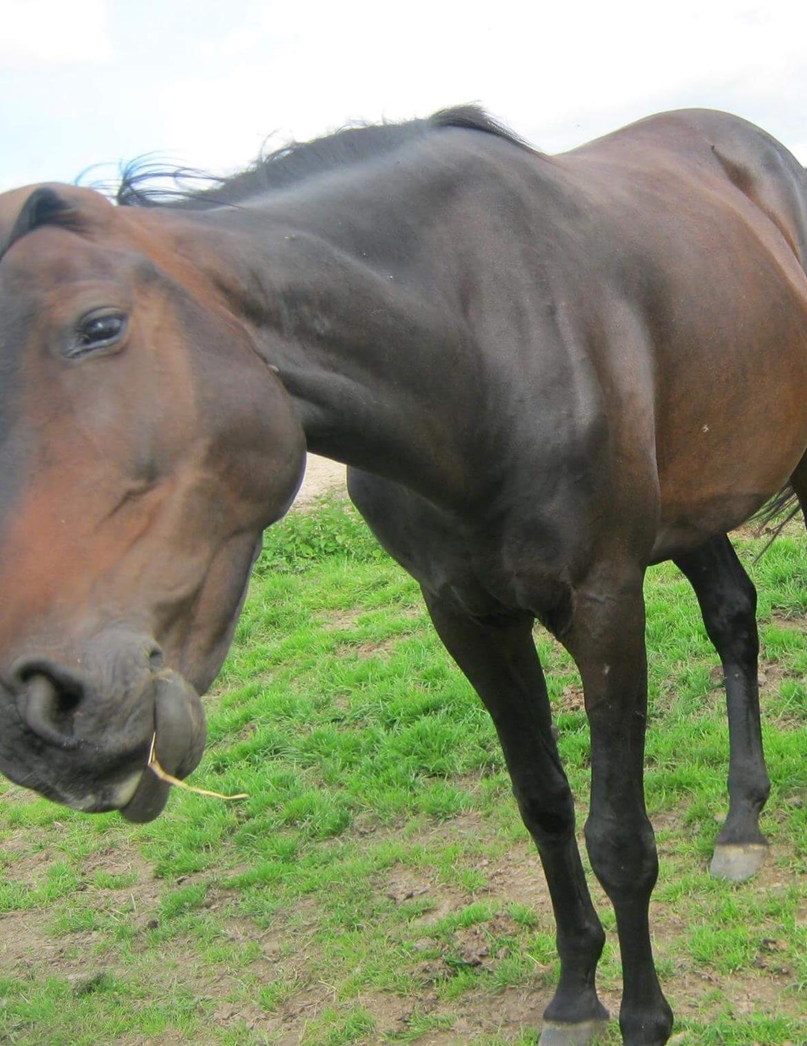 Pinto Søholm's Shannon billede 4