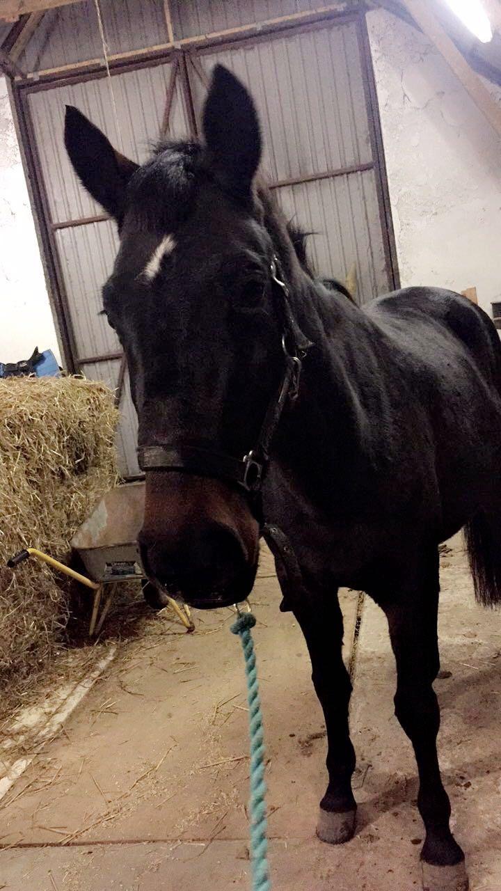 Pinto Søholm's Shannon billede 7