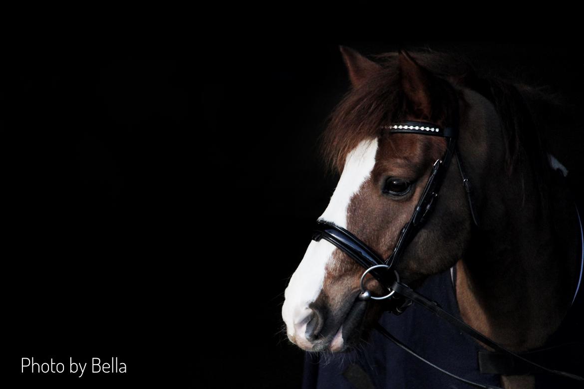 New Forest Nobel suprise billede 3