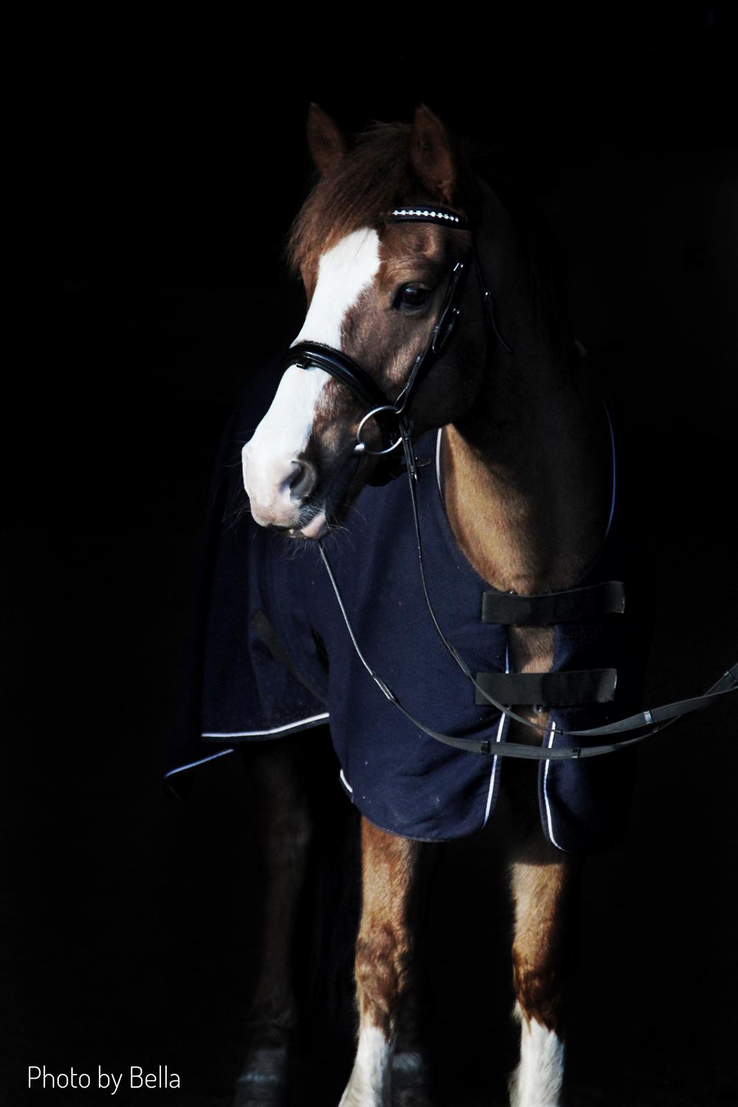 New Forest Nobel suprise billede 4