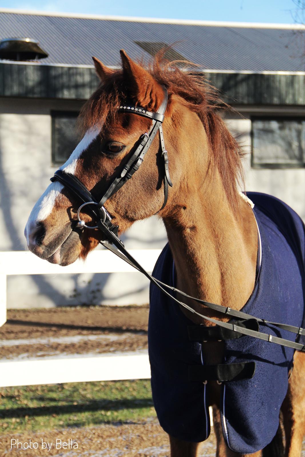 New Forest Nobel suprise billede 5