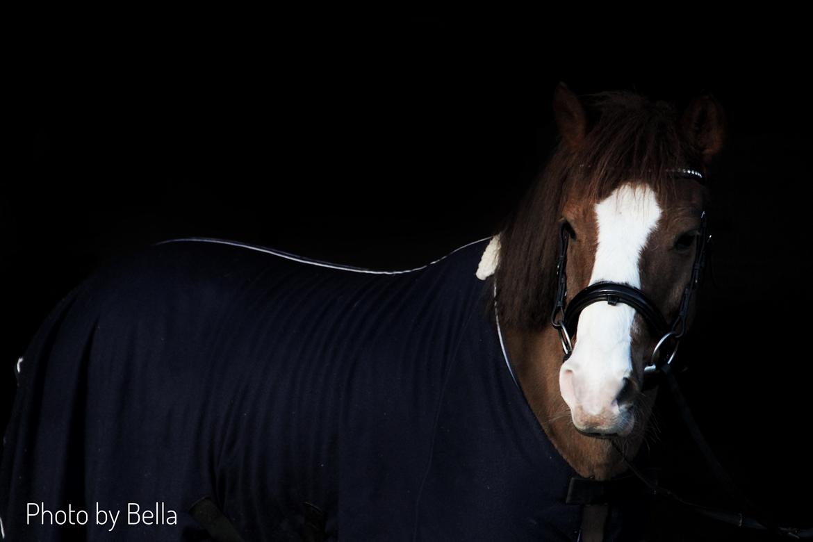 New Forest Nobel suprise billede 6