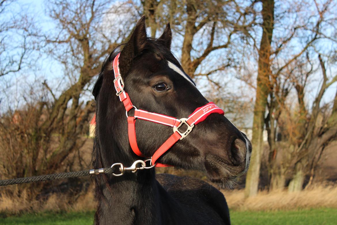 Welsh Cob (sec D) Survivor's ma bell billede 1