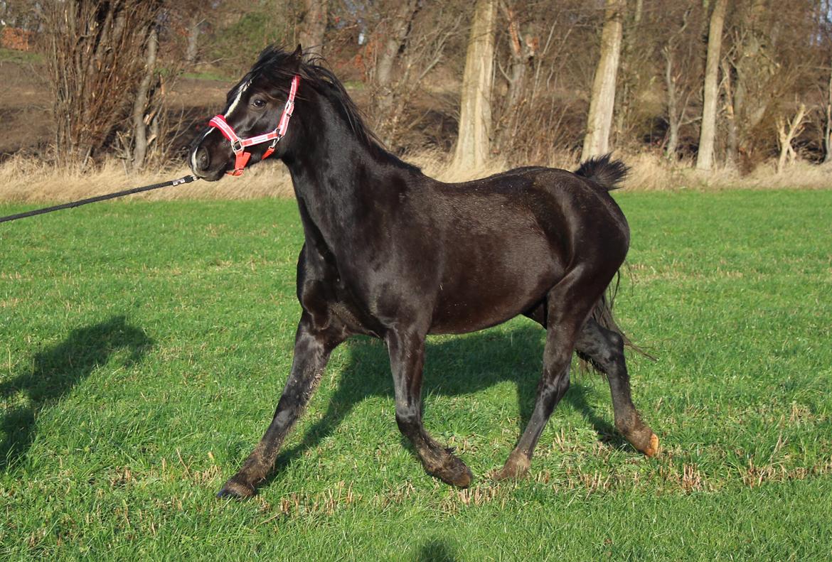 Welsh Cob (sec D) Survivor's ma bell - sidst dec 2016 billede 2