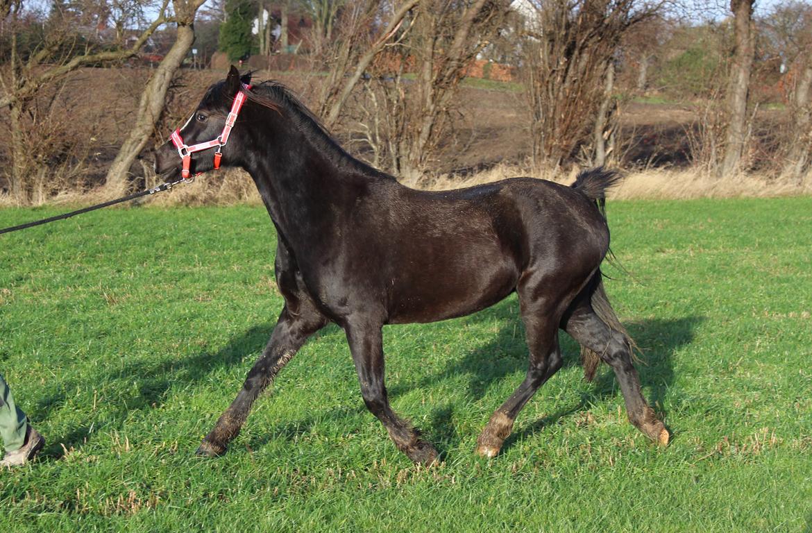 Welsh Cob (sec D) Survivor's ma bell - Fra sidst dec 2016 billede 3
