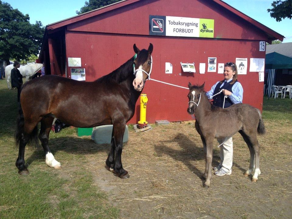 Welsh Cob (sec D) Survivor's ma bell - Med sin mor på roskilde dyreskue som føl. Billed venligst lånt af avler. billede 4