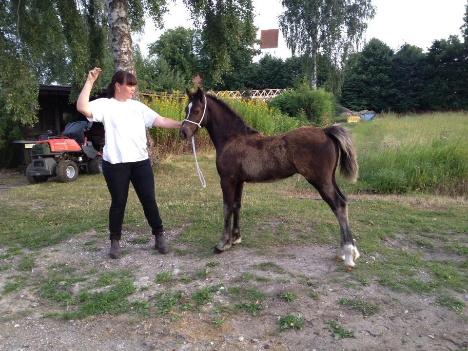 Welsh Cob (sec D) Survivor's ma bell - Her igen som føl hos avler. Billed lånt af avler. billede 5