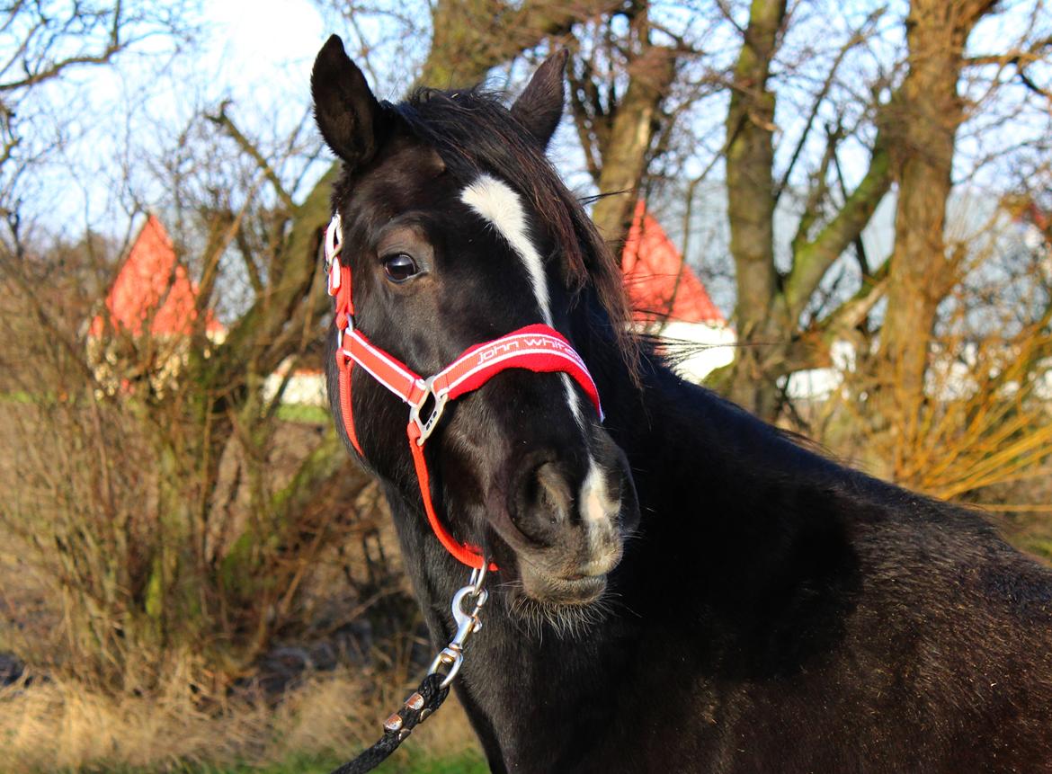 Welsh Cob (sec D) Survivor's ma bell billede 6