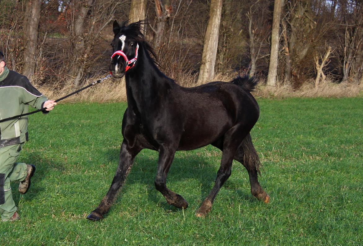 Welsh Cob (sec D) Survivor's ma bell billede 7