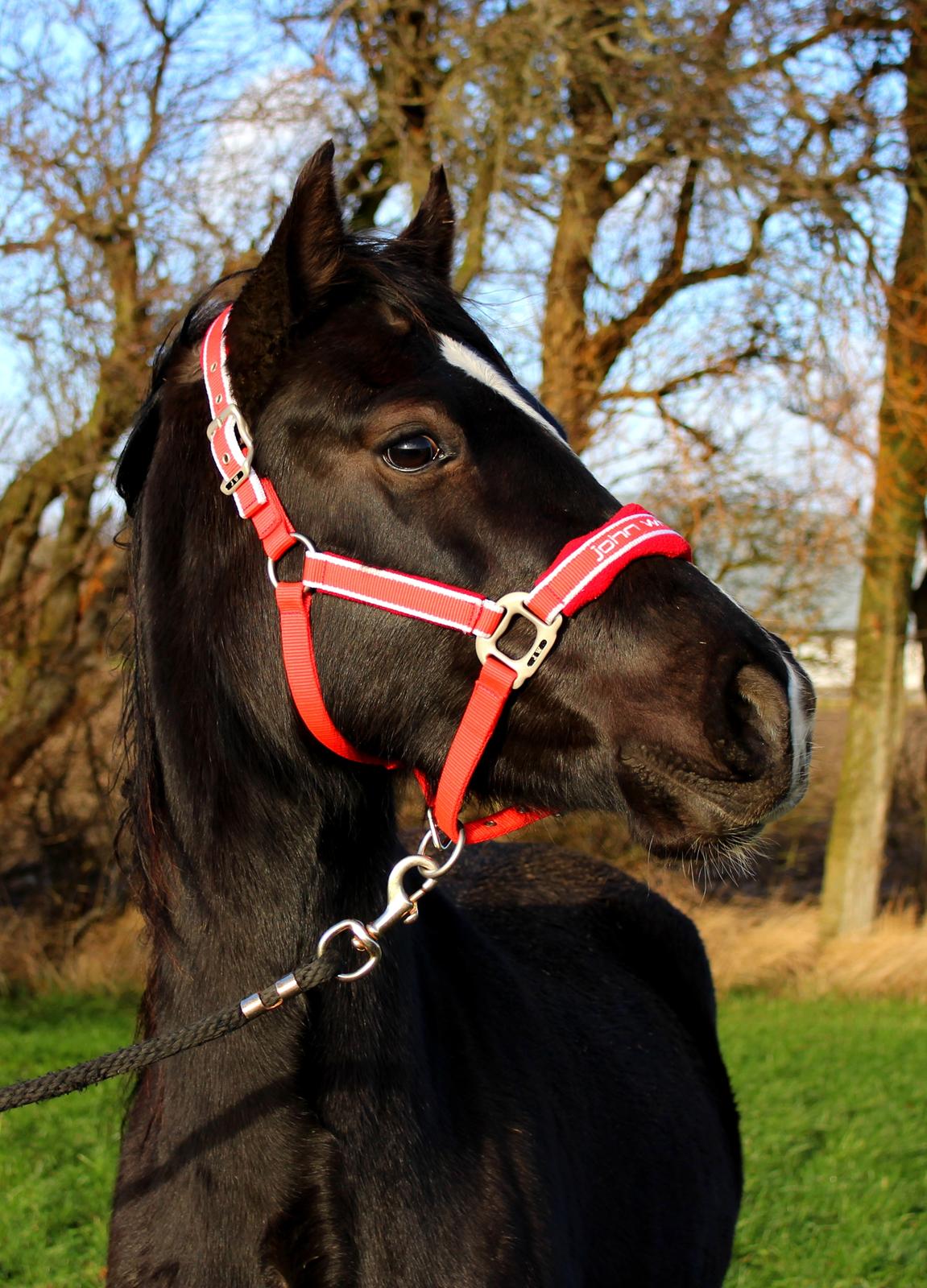 Welsh Cob (sec D) Survivor's ma bell billede 8