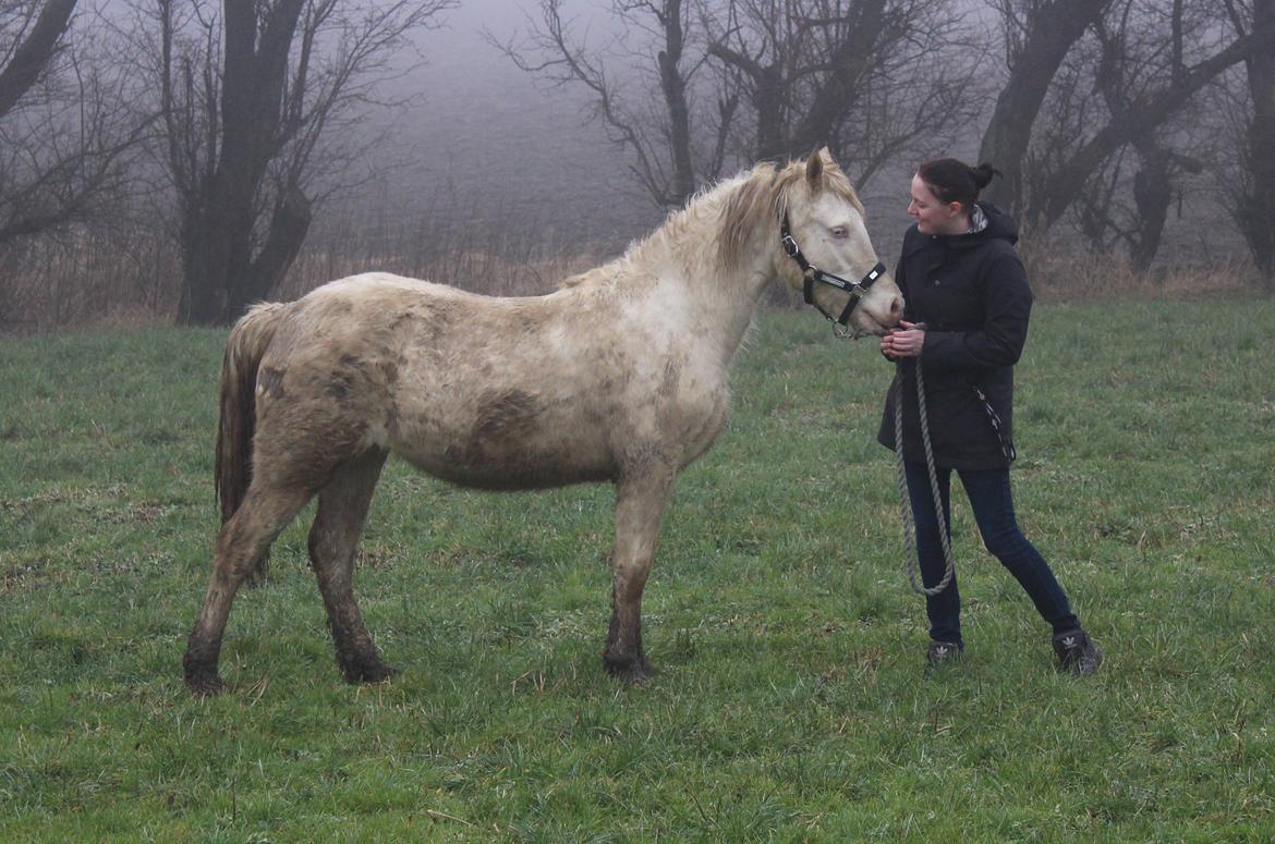 Welsh Cob (sec D) Ynyslyns Celebration - Feb 2017 billede 31