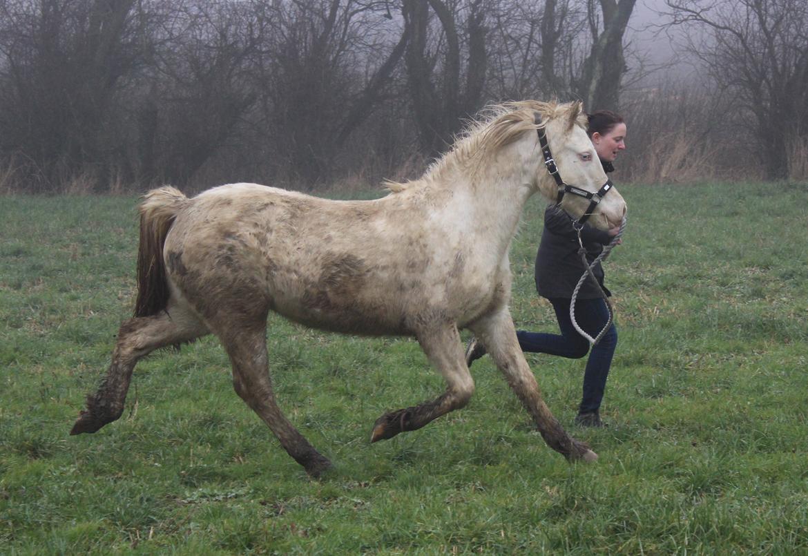 Welsh Cob (sec D) Ynyslyns Celebration - Feb 2017 billede 32