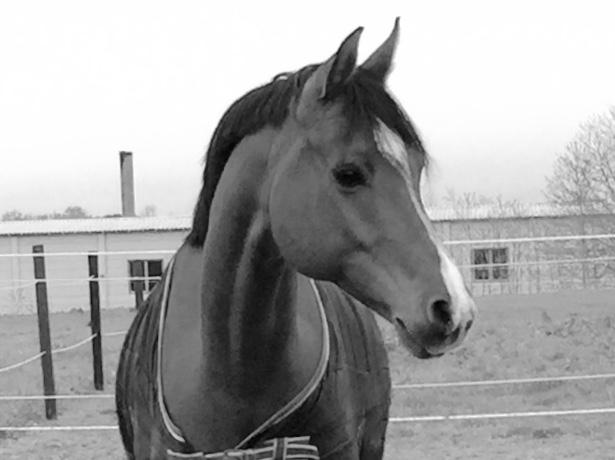 Arabisk fuldblod (OX) RAINMANN OX  billede 12