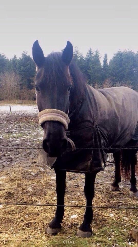 Barockpferd Zafir af Kashede billede 14
