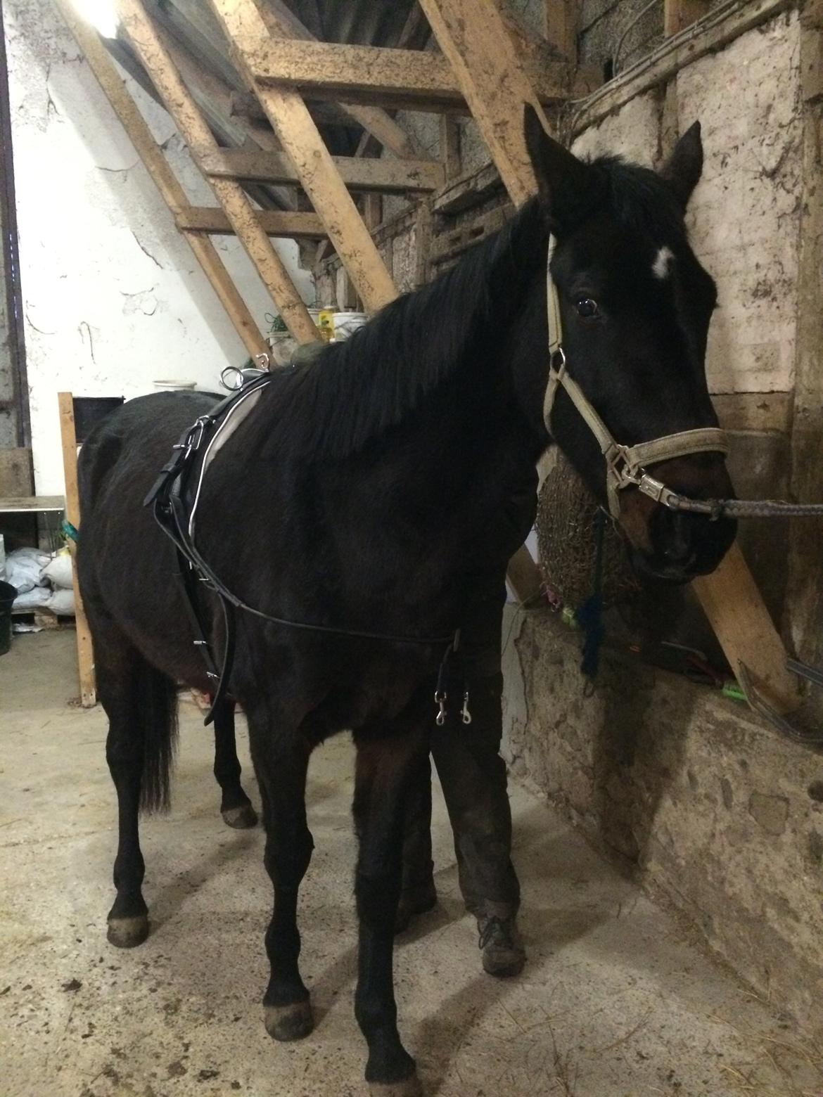 Pinto Søholm's Shannon billede 5