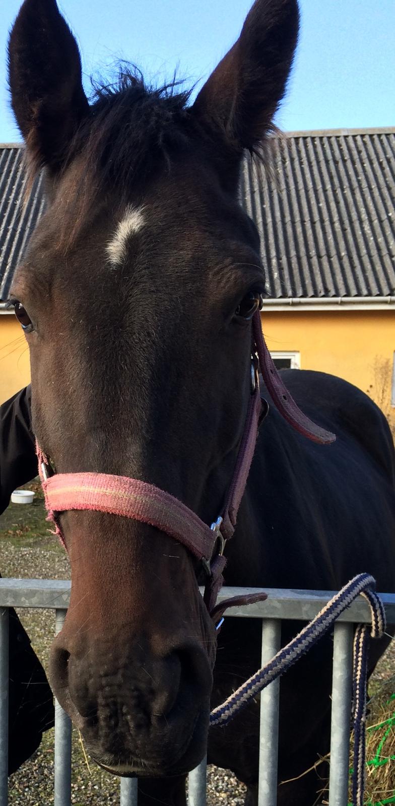 Pinto Søholm's Shannon billede 6