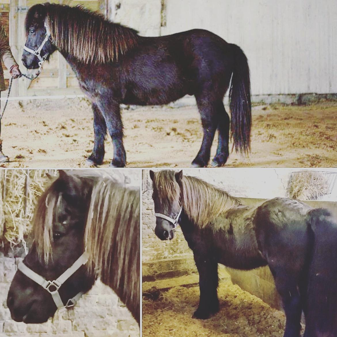 Islænder Birningur fra Skarholt billede 3