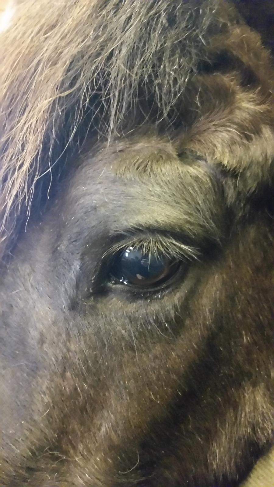 Islænder Birningur fra Skarholt billede 4