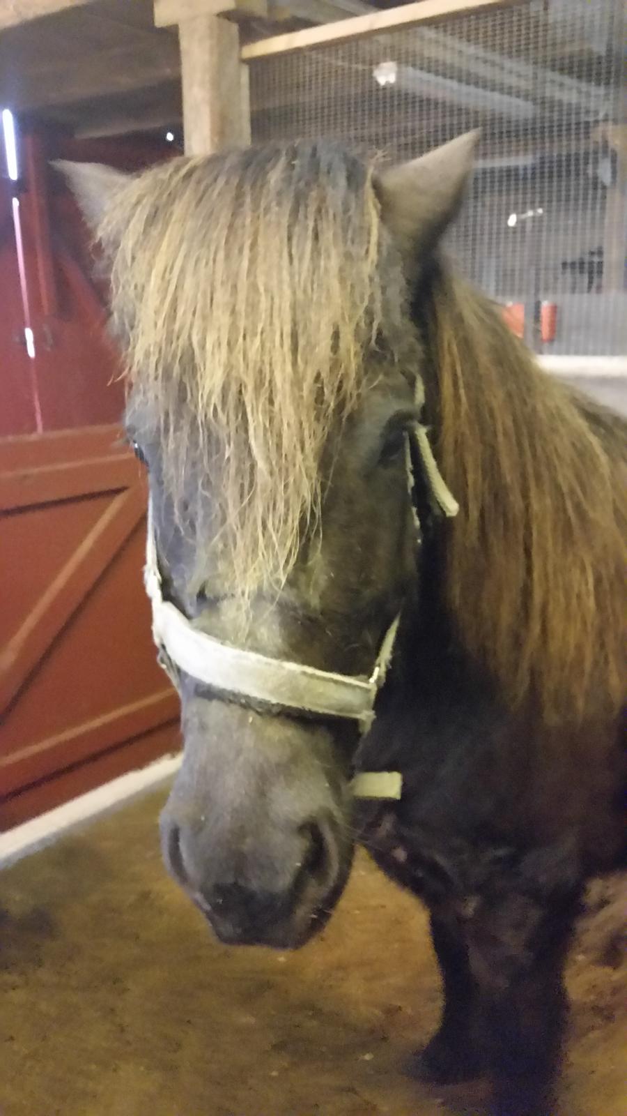 Islænder Birningur fra Skarholt billede 5