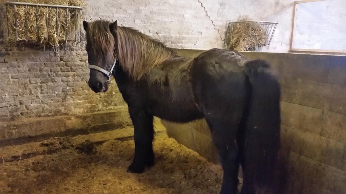 Islænder Birningur fra Skarholt - Så har han fået lov til at falde lidt til billede 6