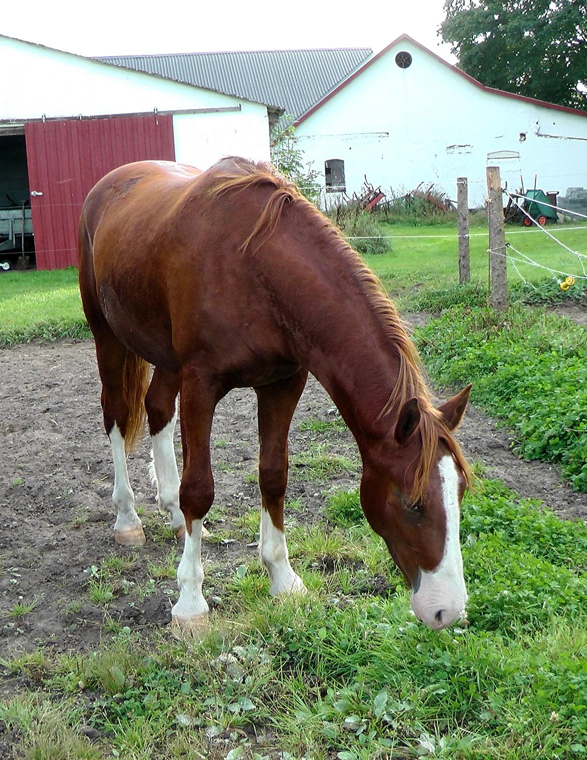 Frederiksborg Hercules Mignon billede 3